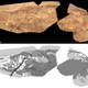 A photo and diagram of the fossil.